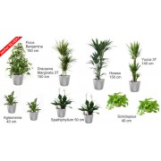 Pachet plante silver plus (10 plante decorative in ghivece Lechuza classico)